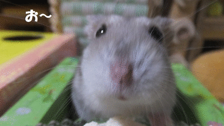 2019.5.16GIF