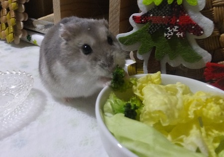 2018.12.18はく-7