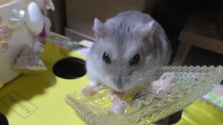 2019.8.15とり-3