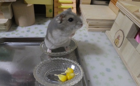 2018.7.30さら-4
