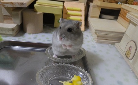 2018.7.30さら-7