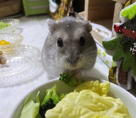 2018.12.18はく-8