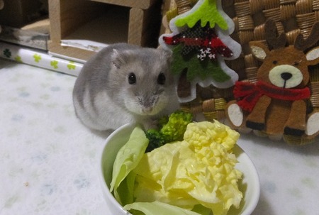 2018.12.18はく-2