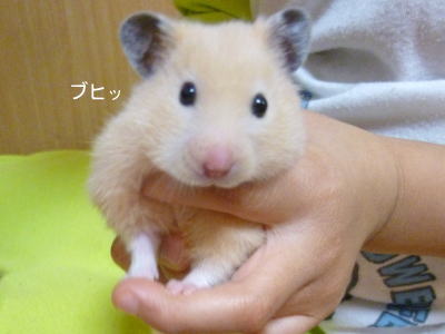 28りぼんちゃん