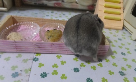 2021.2.10あし