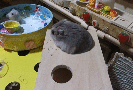2019.11.30GIF短足