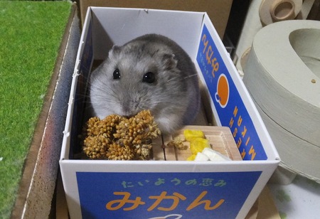 2021.2.22ほ
