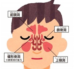 副鼻腔イラスト