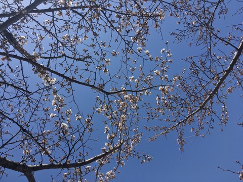 桜