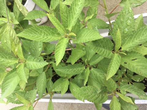 子どもに不足しがちな栄養を補うには 夏野菜のコレ ババア 育児をする Powered By ライブドアブログ