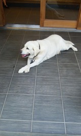 inu