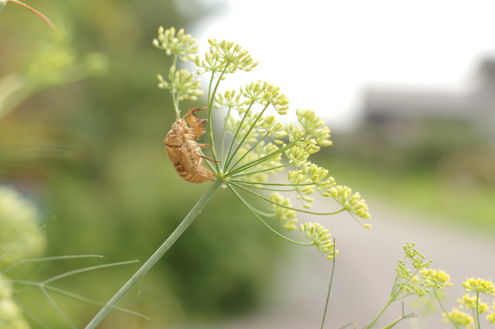 20140804_PENTAX K-3¤Ë¥Þ¥Ë¥å¥¢¥ë¥ì¥ó¥º¤ò¤Ä¤±¤Æ»£¤ë¡¢¤½¤Î2_01