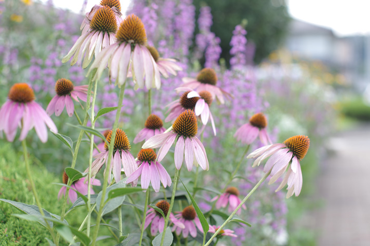 20140804_PENTAX K-3¤Ë¥Þ¥Ë¥å¥¢¥ë¥ì¥ó¥º¤ò¤Ä¤±¤Æ»£¤ë¡¢¤½¤Î2_03