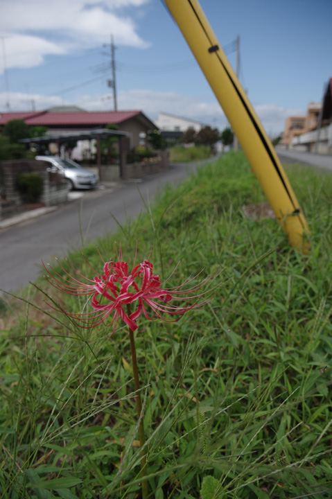 20140922_¾¯¤·¤º¤Ä½©