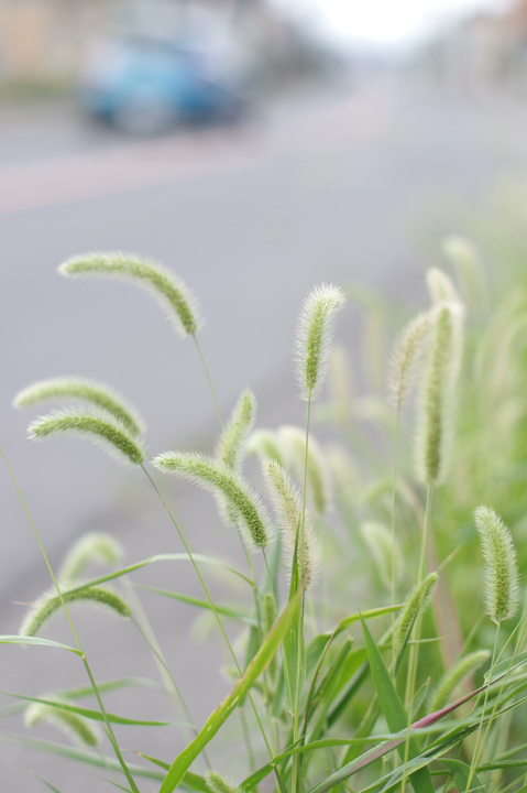20140804_PENTAX K-3¤Ë¥Þ¥Ë¥å¥¢¥ë¥ì¥ó¥º¤ò¤Ä¤±¤Æ»£¤ë¡¢¤½¤Î2_02