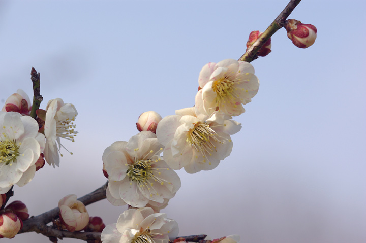 白とピンクが混じる梅の花 | PhotoBlog PremierQuartier ～ペンタックス写真ブログ、上弦の月