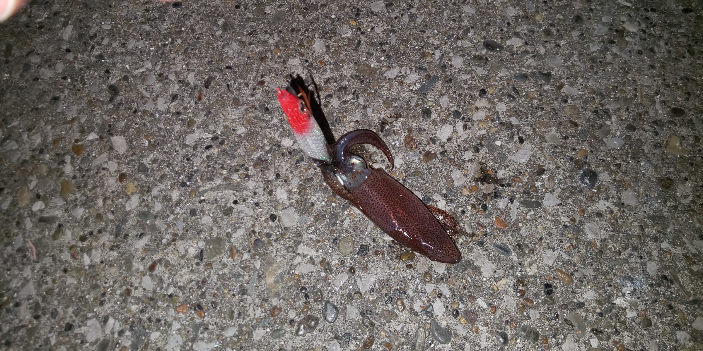 ヒイカを釣りに ちょっとそこまで リベンジライトエギング行ってきた 某携帯ショップ店員の頭の中 ヒイカを釣りに ちょっとそこまで リベンジライトエギング行ってきた 某携帯ショップ店員の頭の中