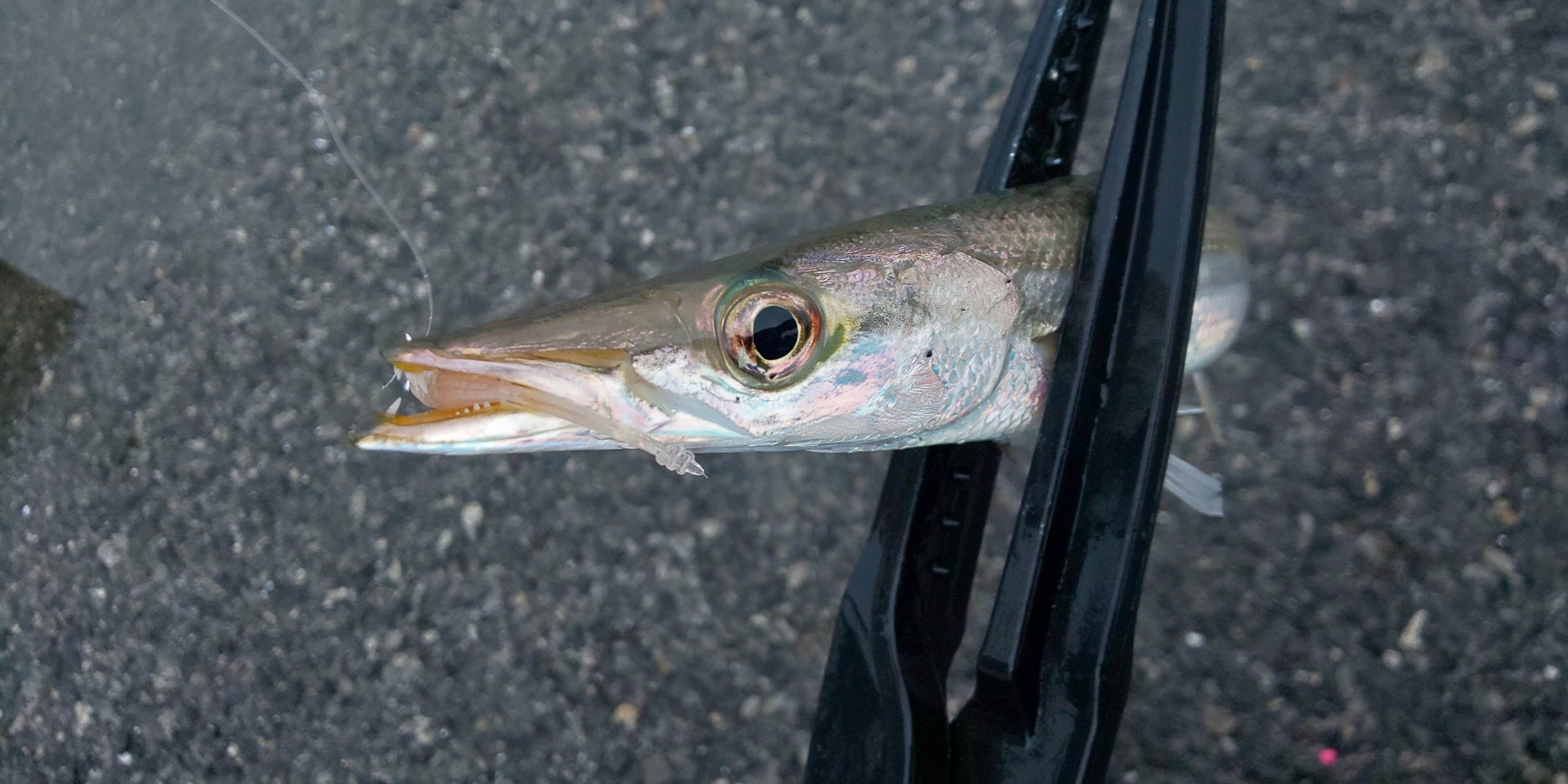 カマスを求めて外房へ 雨の日は釣り人が少なくて快適 某携帯ショップ店員の頭の中