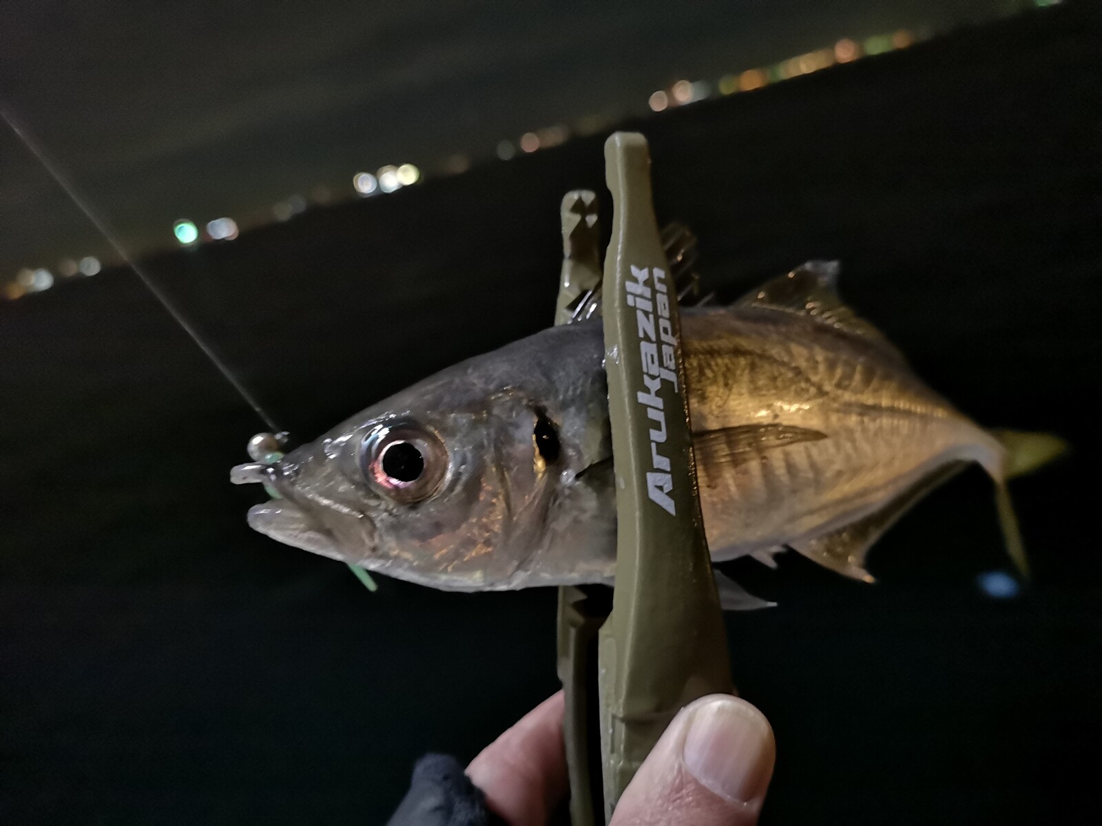 ビッグサイズに期待するも 極豆アジのラッシュで今年最後のアジングを終える 某携帯ショップ店員の頭の中