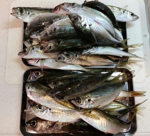 外房アジング　キャロ初釣果