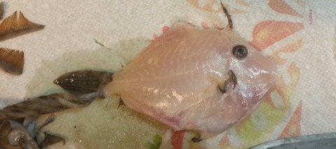 カワハギ 捌き方