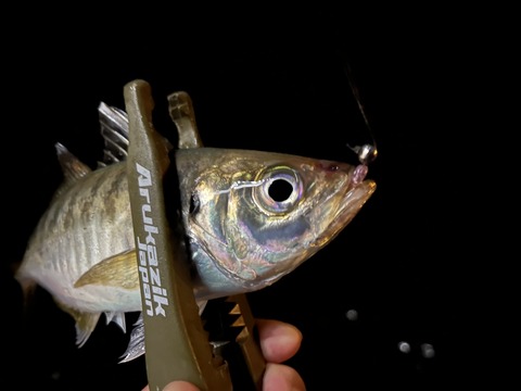 2F861E91-1575-4AAF-A5FB-637803D58A78