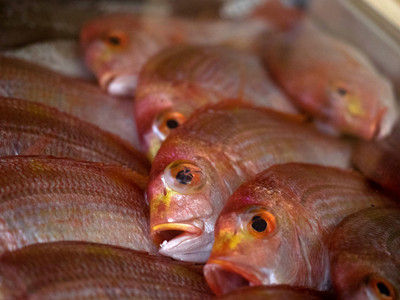 神田光の 離乳食初期に使えるおさかな 白身魚 しらす の種類と栄養素 離乳食インストラクターニュース 離乳食インストラクター協会代表理事 保育士 中田馨の 和の離乳食レシピ Blog