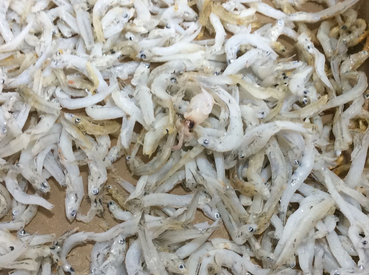 心配 捕虜 びっくりした 離乳食 しらす えび India Info Jp