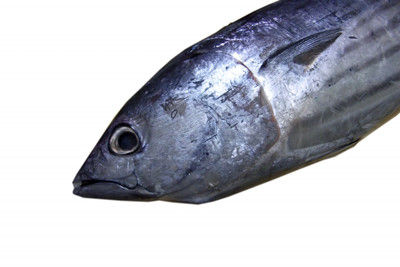神田光の 離乳食中期に使えるおさかな 赤身魚 鮭 の種類と栄養素 離乳食インストラクターニュース 保育士 離乳食インストラクター中田馨の 和の 離乳食レシピ Blog 神田光の 離乳食中期に使えるおさかな 赤身魚 鮭 の種類と栄養素 離乳食インストラクターニュース 保育士 離乳食インストラクター中田馨の 和の 離乳食レシピ Blog