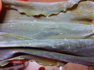 かつお昆布だし1