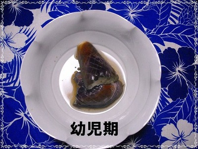 なすび煮る 幼児期
