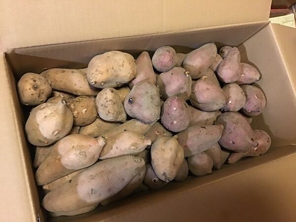 昨日 種子島から届いた安納芋で焼き芋と干し芋づくりを楽しむ 離乳食後期ごろから食べられる干し芋の作り方を伝授 離乳食インストラクター協会代表理事 保育士 中田馨の 和の離乳食レシピ Blog