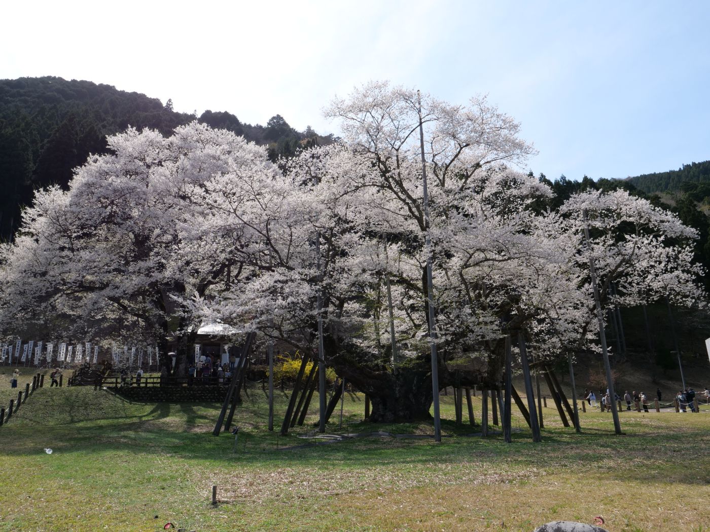 薄墨桜 岐阜県本巣市根尾 : 三奥山房
