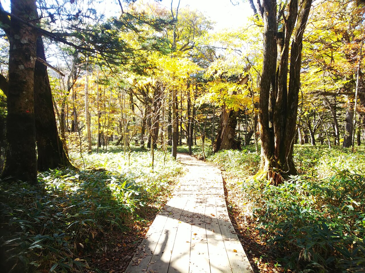 日光の紅葉 憂鬱なキックボクサー 日光の紅葉 憂鬱なキックボクサー