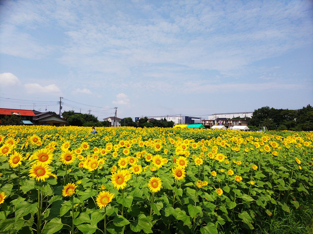 蓮田ひまわり畑 憂鬱なキックボクサー