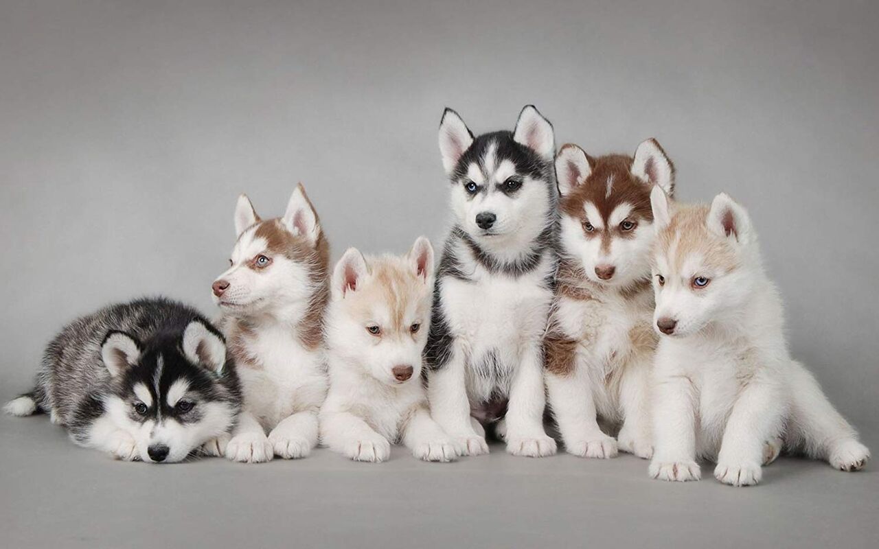 0以上 かっこいい 犬 壁紙 犬 壁紙 かっこいい