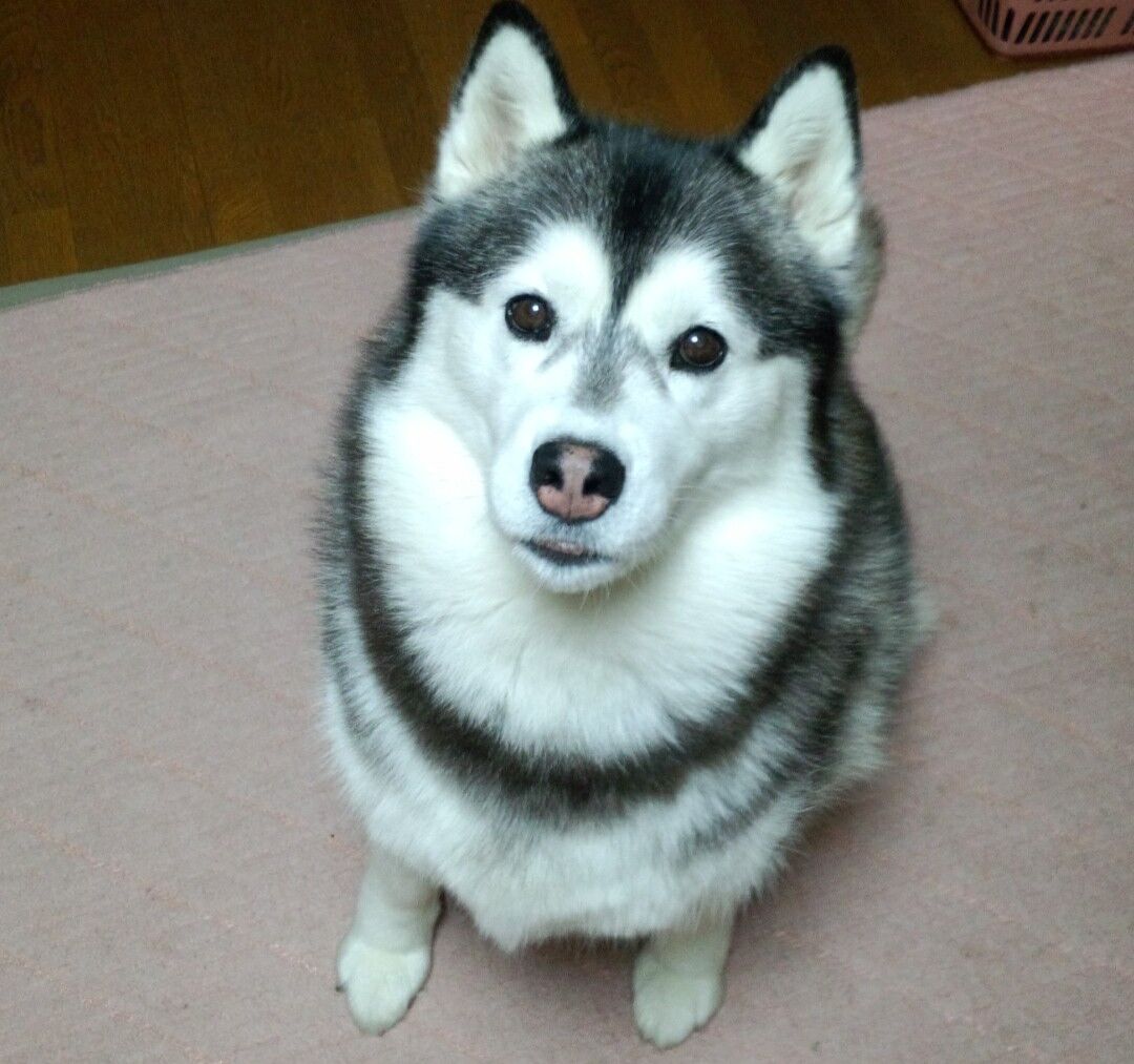 朗報 シベリアンハスキーくん 可カッコいい 賢い 大きい 優しいとスキがない まとめ犬
