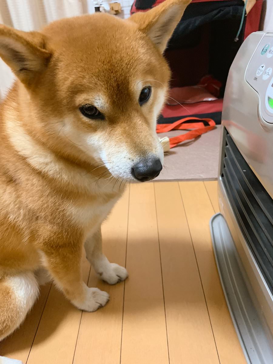 悲報 イッヌさん ストーブの前から離れない まとめ犬 悲報 イッヌさん ストーブの前から離れない まとめ犬