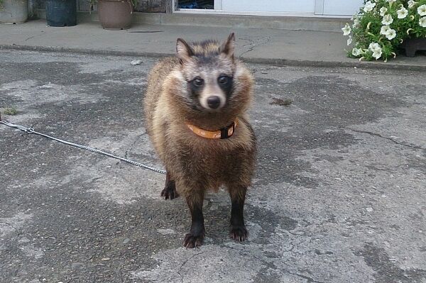 動画 コアラに注意 小さなクマと思ったら大間違い 鋭い爪と歯を持ち握力は1トンを超える まとめ犬 動画 コアラに注意 小さなクマと思ったら大間違い 鋭い爪と歯を持ち握力は1トンを超える まとめ犬