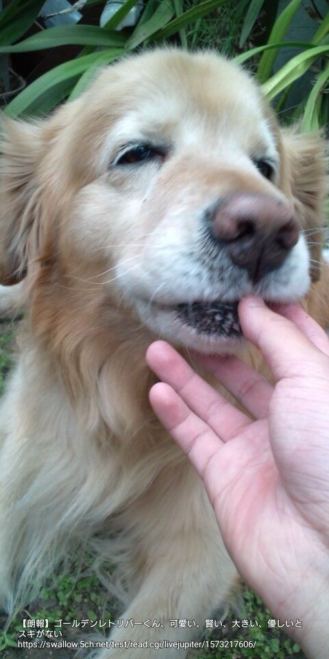 朗報 ゴールデンレトリバーくん 可愛い 賢い 大きい 優しいとスキがない まとめ犬 朗報 ゴールデンレトリバーくん 可愛い 賢い 大きい 優しいとスキがない まとめ犬