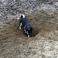 悲報 イッヌ 血も涙もなかった Gif大量 まとめ犬