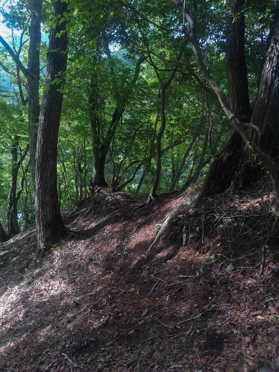 ワイルドな漢になりたくて カメ五郎さんとヒル食いに山行ってきたバカだけど 前編 バックパッカーまとめ