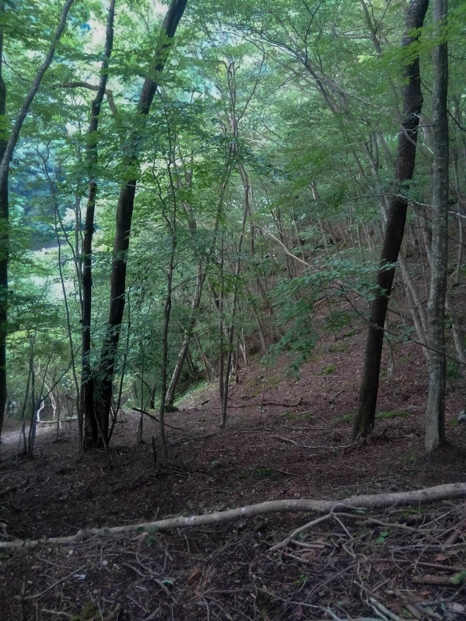 ワイルドな漢になりたくて カメ五郎さんとヒル食いに山行ってきたバカだけど 前編 バックパッカーまとめ