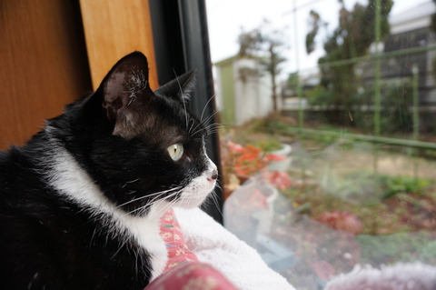 141030SoraLookingOuttheWindow