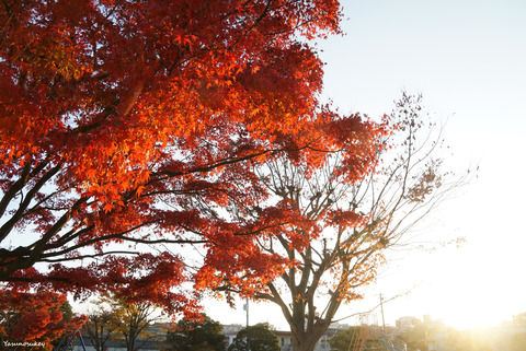 181127HitachiOtaAutumnFoliage2