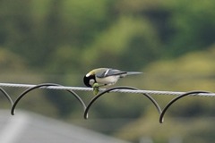 DiningJapaneseTit160502