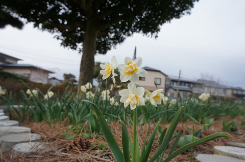 20150315Daffodils