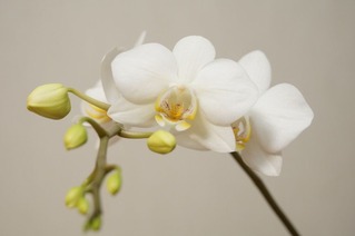 Orchid160128