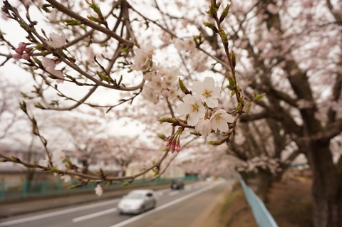20150403Someiyosino