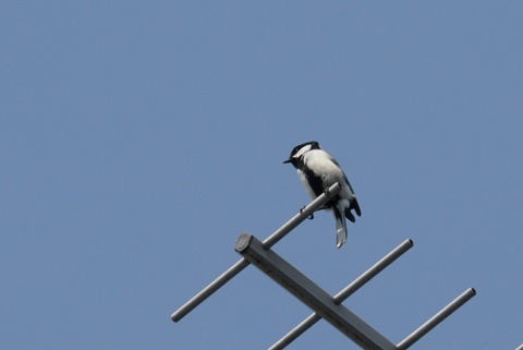 JapaneseTit160501